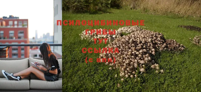 мориарти официальный сайт  Уварово  Псилоцибиновые грибы Cubensis 